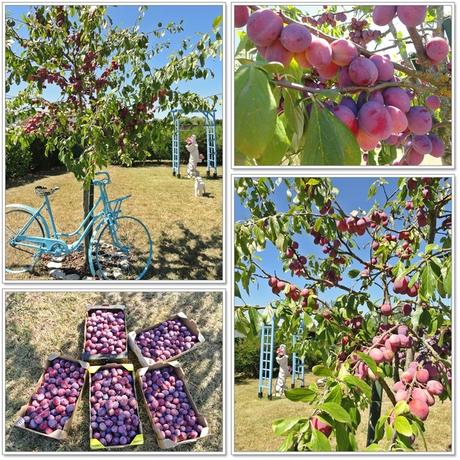 Les prunes du jardin