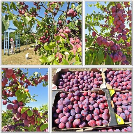 Les prunes du jardin