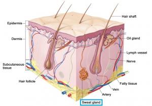 CICATRISATION: Les glandes sudoripares, l'arme secrète pour mieux cicatriser – Aging Cell