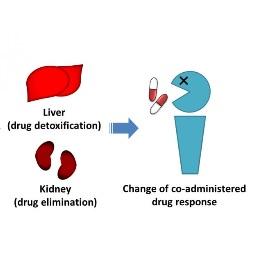 MICROBIOTE INTESTINAL: Il impacte aussi la réponse aux médicaments – Molecular Pharmaceutics MICROBIOTE INTESTINAL: Il impacte aussi la réponse aux médicaments – Molecular Pharmaceutics
