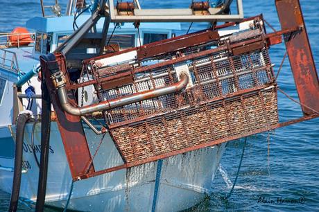 Les pêcheurs de fasolari de Chioggia