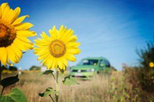 Vacances en Poitou Charentes à Six – 2° partie vacances 2016 - dans les champs de tournesol