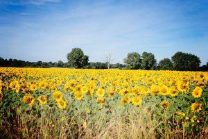 Vacances en Poitou Charentes à Six – 2° partie vacances 2016 - dans les champs de tournesol