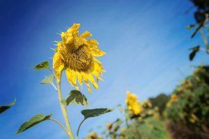 Vacances en Poitou Charentes à Six – 2° partie vacances 2016 - dans les champs de tournesol