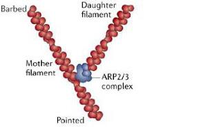 #trendsincellbiology #Arp2/3 #actine Diversité de la famille des complexes Arp2/3