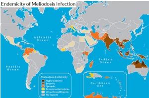 PLAIES OUVERTES: La mélioïdose, une infection mortelle qui menace les voyageurs – CDC