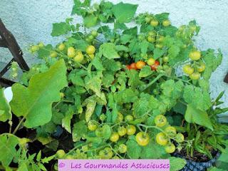 Ma belle récolte de tomates au jardin
