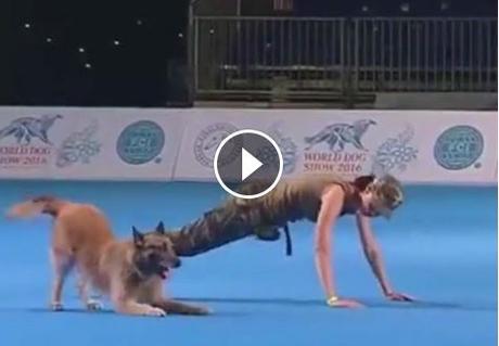 Vidéo. Un chien militaire surentraîné qui va vous laissez bouche B