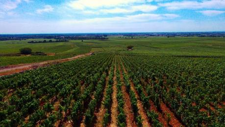 Vignes de Bourgogne Vignes de Bourgogne