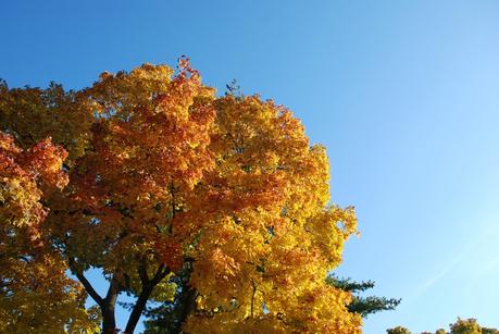 Fall Color and Blue Sky