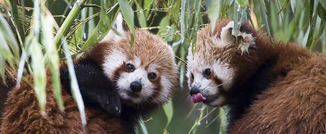 Dimanche 11 septembre : Tous au Zoo ! photo-pandas