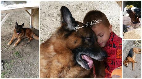 Ce lien fort avec les bergers allemands et mes enfants Ce lien fort avec les bergers allemands et mes enfants