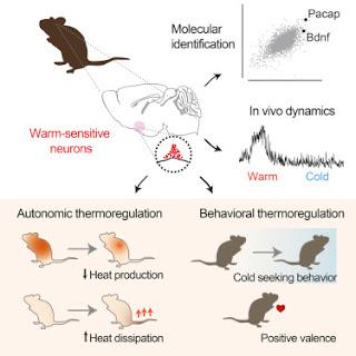 #cell #neurones #chaleur #températurecorporelle #hypothalamuspréoptique Neurones sensibles à la chaleur contrôlant la température corporelle #cell #neurones #chaleur #températurecorporelle #hypothalamuspréoptique Neurones sensibles à la chaleur contrôlant la température corporelle