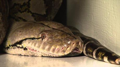 python le plus long du monde