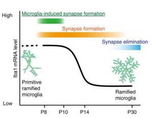 NEUROPLASTICITÉ: Sans microglies, point de synapses – Nature Communications