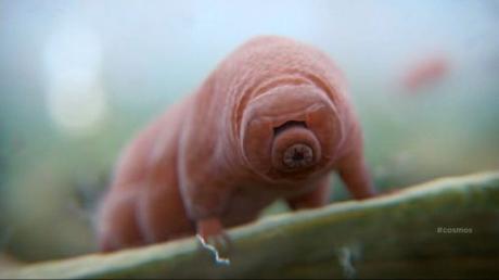 incredible_tardigrades_facts_3