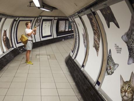 Les chats du métro de Londres