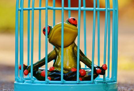 Je me suis enfermée dans une cage à double barreaux et j’ai perdu les clés . . . cage