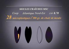 Moules Fraîches MSC [RTS]