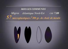 Moules communes [RTS]