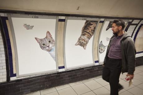 Des chats envahissent une station de métro
