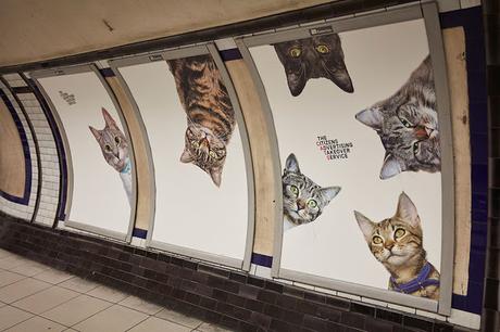 Des chats envahissent une station de métro