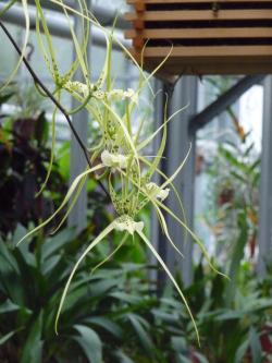 Jardin sénat-03 Jardin sénat-03