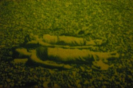 ARTY : Photos végétales Heather-Ackroyd-and-Dan-Harvey-6