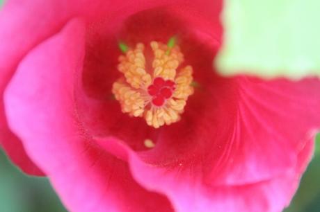 6 hibiscus mutabilis veneux 19 sept 2016 004.jpg