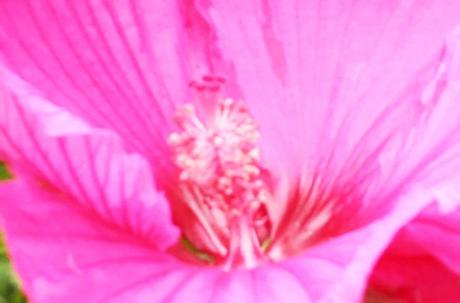 10 hibiscus moscheutos 20 août 013.jpg