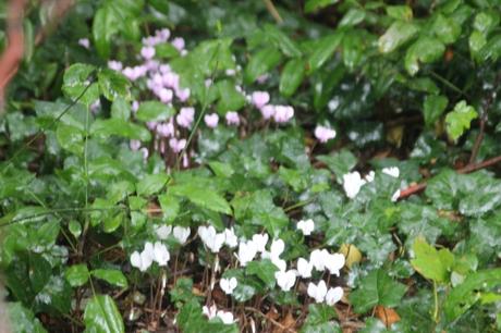 6 cyclamen hederifolium veneux 25 sept 2016 005.jpg