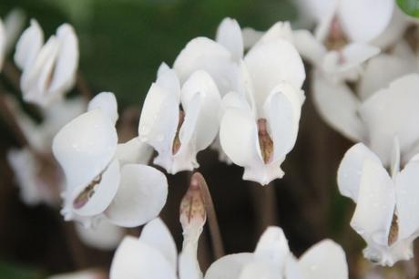 8 cyclamen hederifolium veneux 25 sept 2016 008.jpg