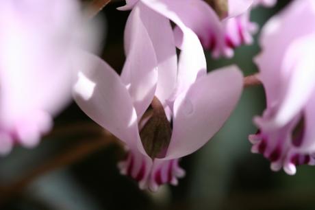 11 cyclamen 23 sept 015.jpg