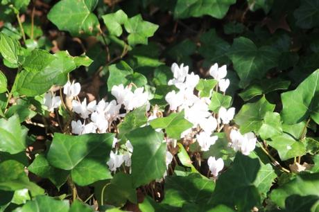 7 cyclamen hederifolium veneux 23 sept 2016 009.jpg