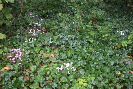 1 cyclamen hederifolium veneux 25 sept 2016 001.jpg