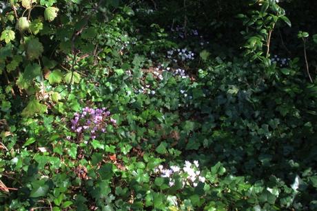 2 cyclamen hederifolium veneux 23 sept 2016 007.jpg