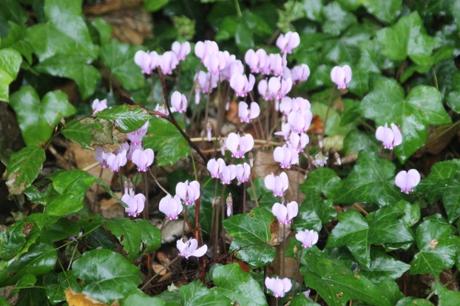 3 cyclamen hederifolium veneux 25 sept 2016 002.jpg