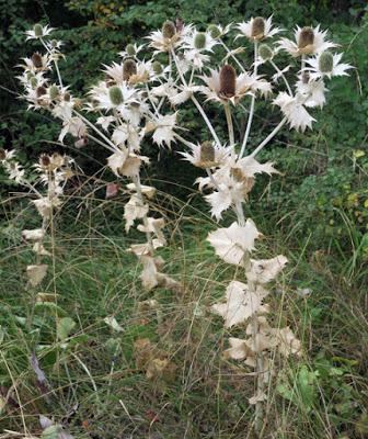 Panicaut géant (Eryngium giganteum)