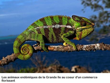 Ultimatum, oui, et alors ? cameleon_madagascar
