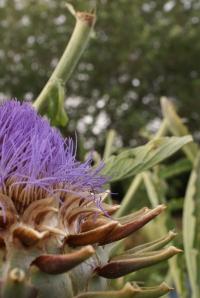 artichaut, artichoke, flower, fleur, bleu, violet, blue, indigo