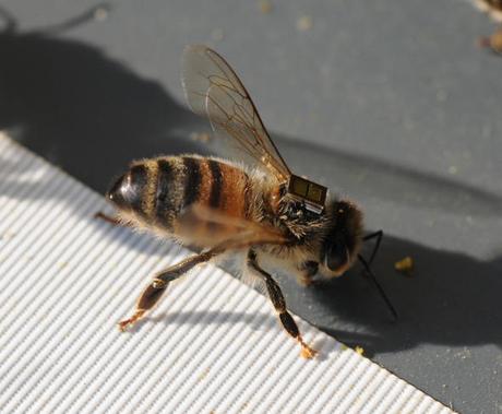 Pourquoi les abeilles disparaissent