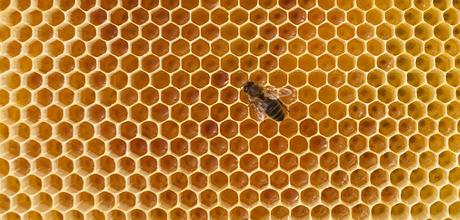 Pourquoi les abeilles disparaissent