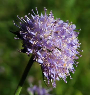 Succise des prés (Succisa pratensis)