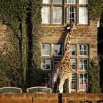 EVASION : La manoir aux girafes, Kenya