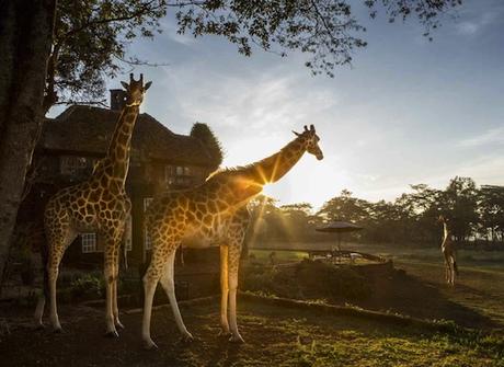 The-Safari-Collection-two-giraffe-out-side-giraffe-manor-