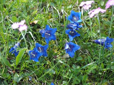 Bavarian Gentians, a poem by D.H. Lawrence