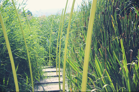 Pumpkin spices et parc Pierre-Montgroux Pumpkin spices et parc Pierre-Montgroux