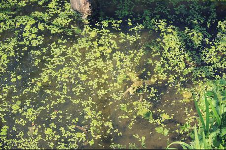 Pumpkin spices et parc Pierre-Montgroux Pumpkin spices et parc Pierre-Montgroux