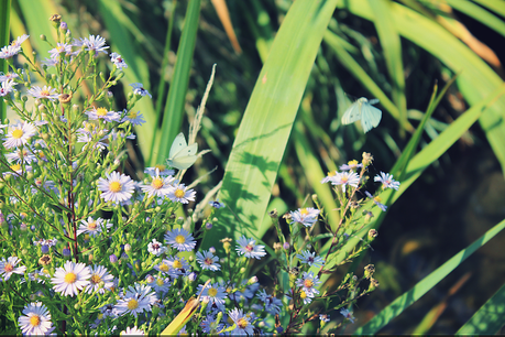 Pumpkin spices et parc Pierre-Montgroux Pumpkin spices et parc Pierre-Montgroux