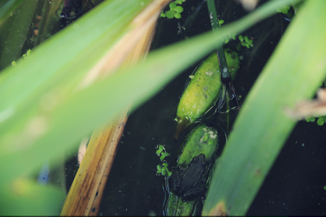 Pumpkin spices et parc Pierre-Montgroux Pumpkin spices et parc Pierre-Montgroux